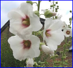 Flowers in the garden